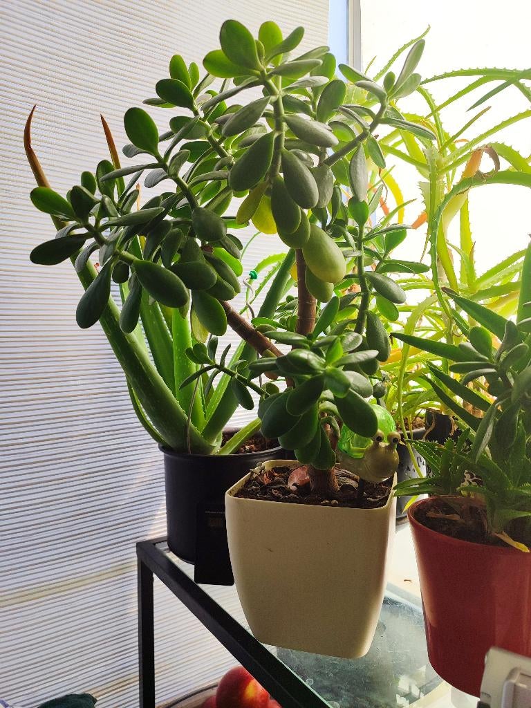 Crassula portulacea (Geldboom) met bloempot, Ophalen, Overige soorten, Halfschaduw, In pot