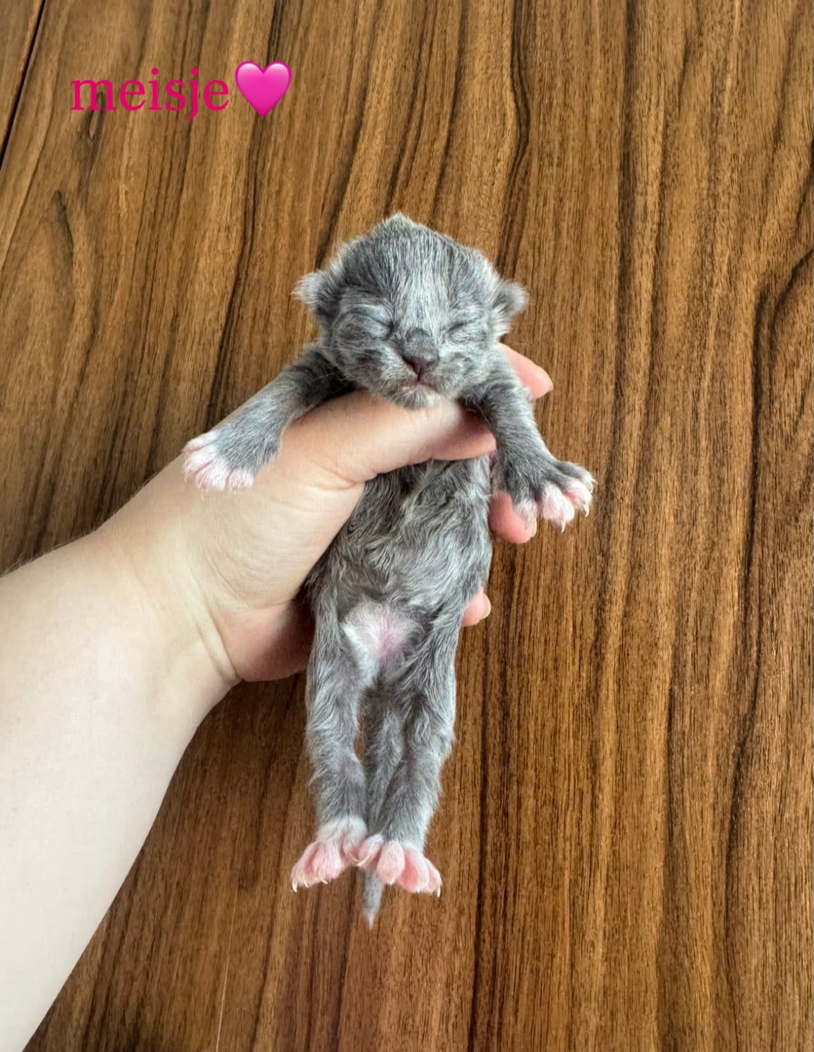 kittens ragdoll x europese korthaar, Meerdere dieren, Langharig, 0 tot 2 jaar