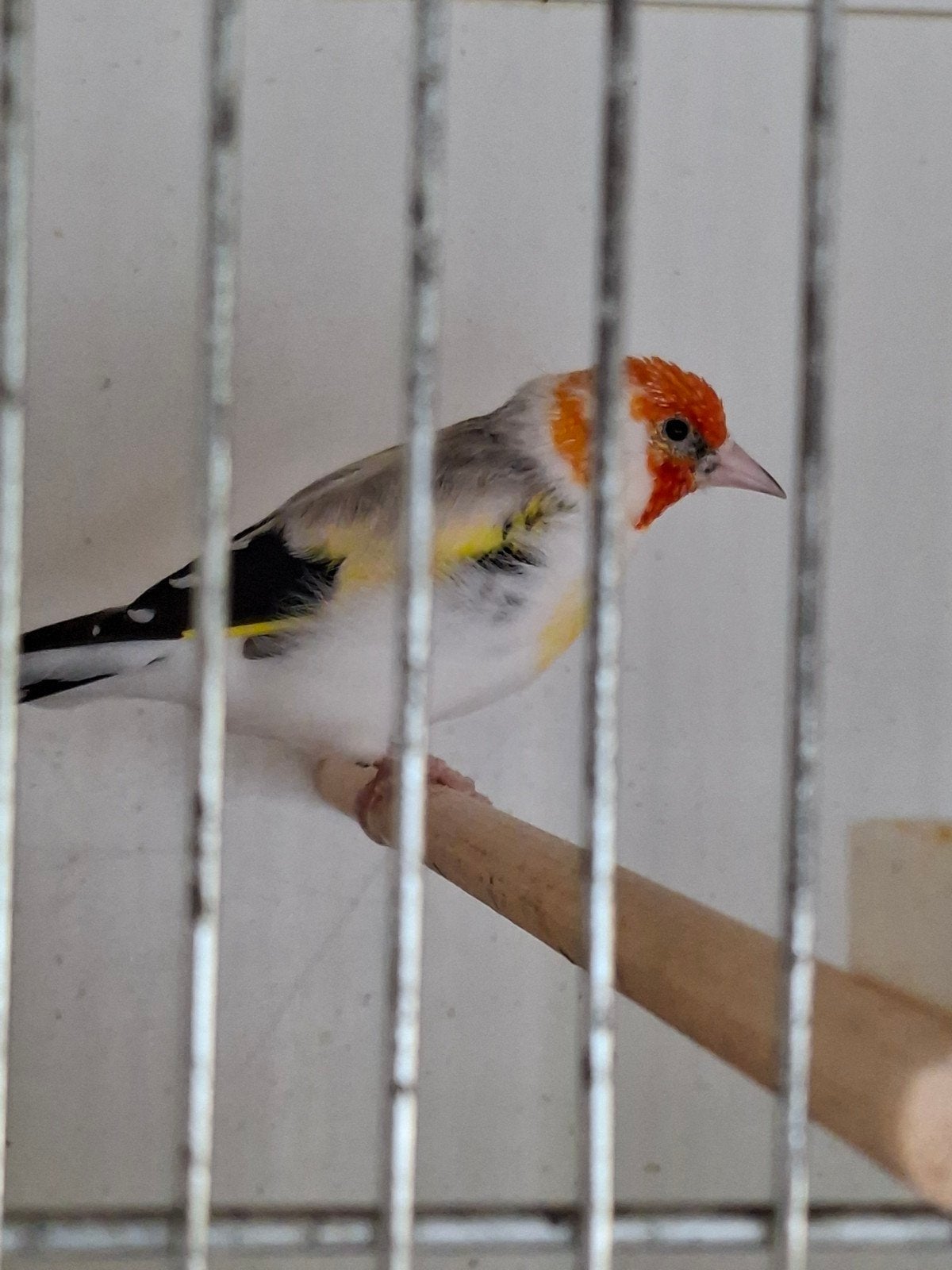Agaat man major putter, Mannelijk, Wildzangvogel, Geringd