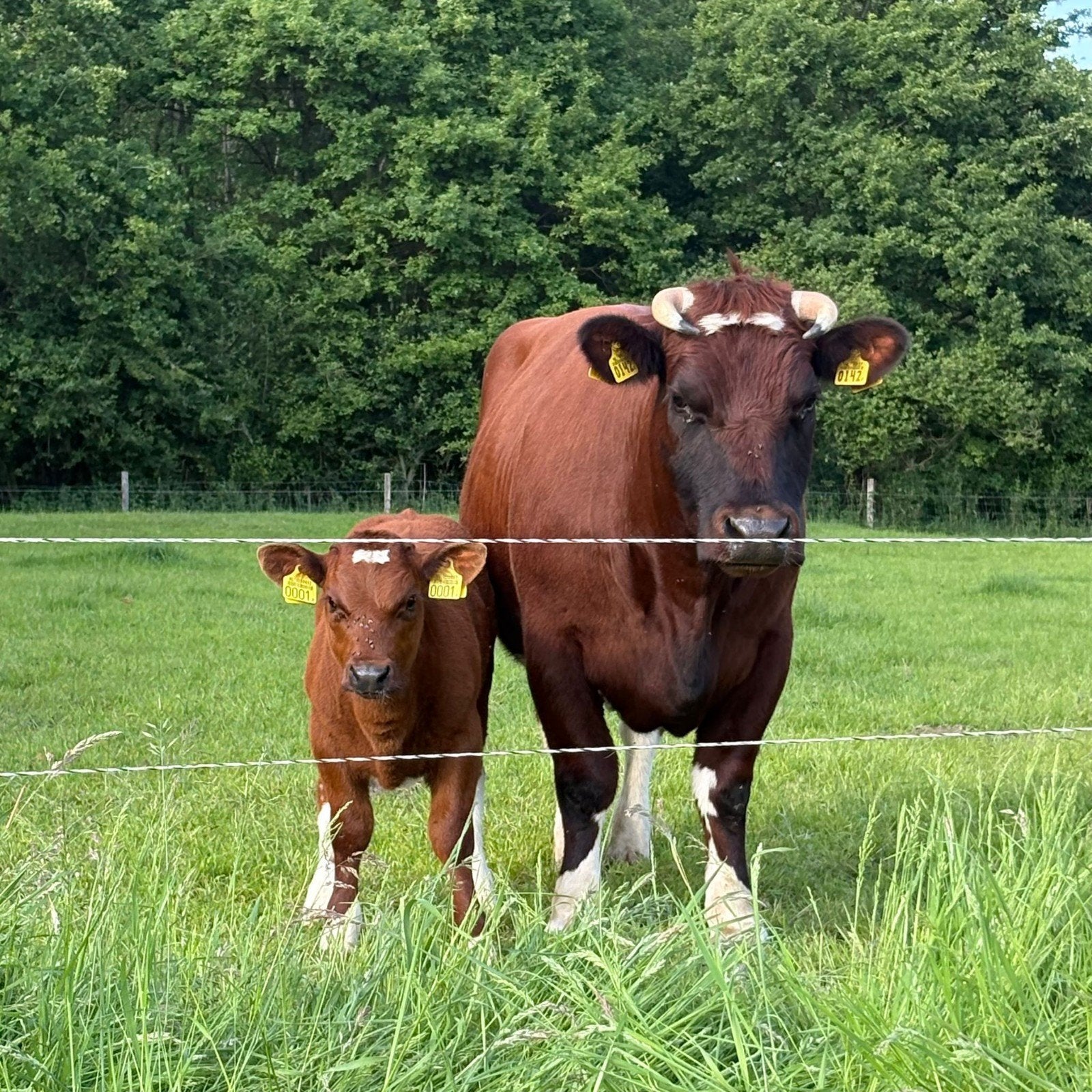 Brandrode runderen, Dieren en Toebehoren, Runderen, Mannelijk