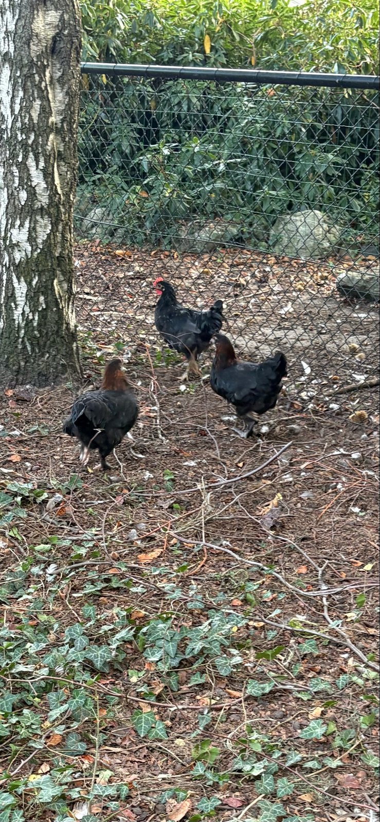 Marans hennen Silverudd haan, Meerdere dieren, Kip