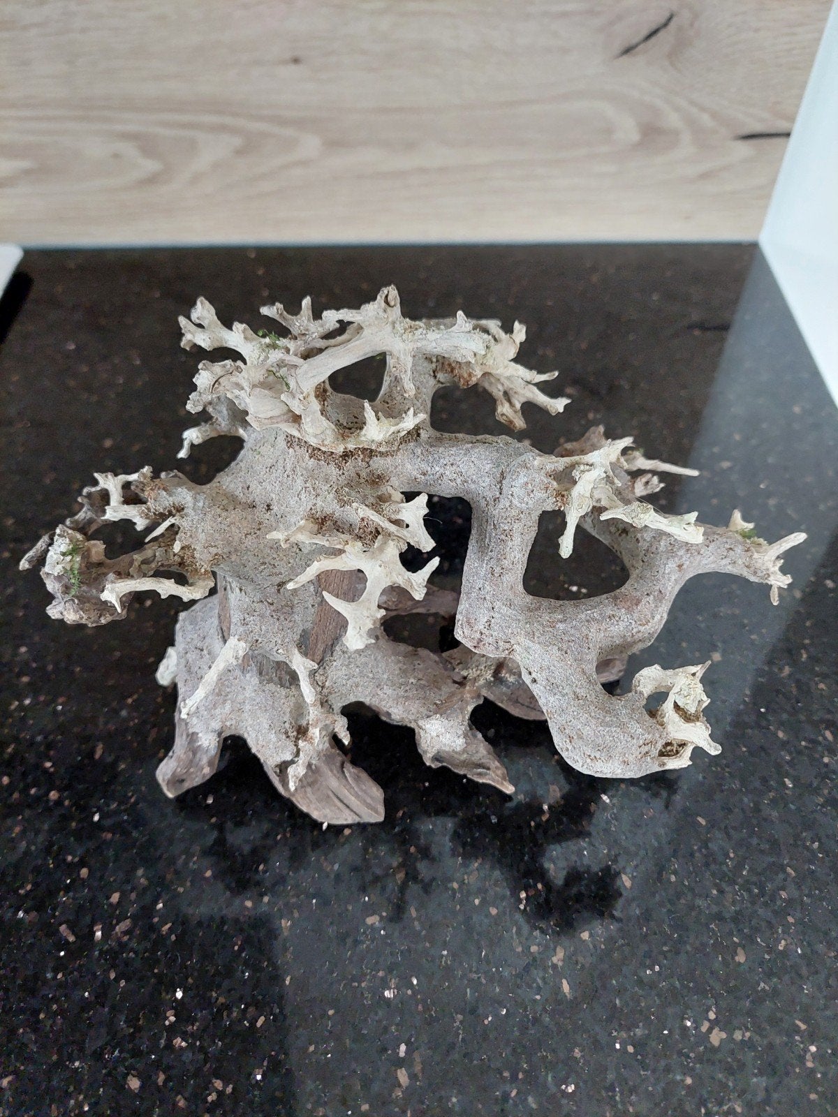 Bonsai boompje voor bijv. Javamos, Ophalen, Plant(en), Steen of Hout