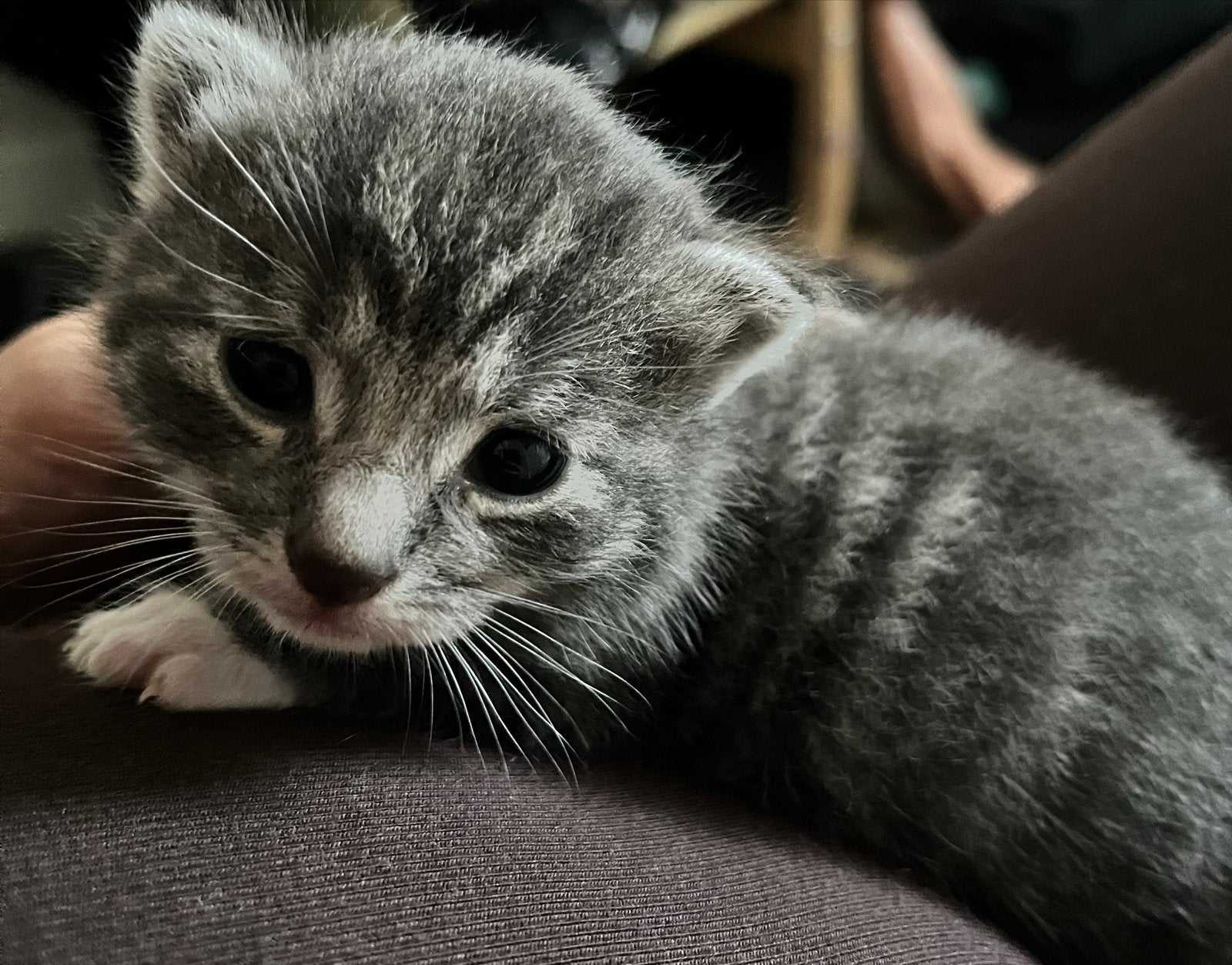 Grijze kitten zoekt een liefdevol thuis, Poes