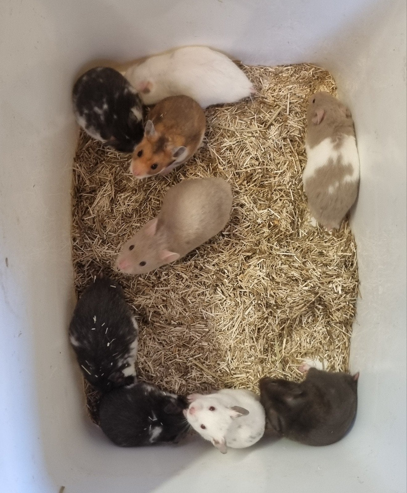 Syrische hamsters (goudhamsters) jong verschillende kleuren, Dieren en Toebehoren, Knaagdieren, Hamster, April, Meerdere dieren