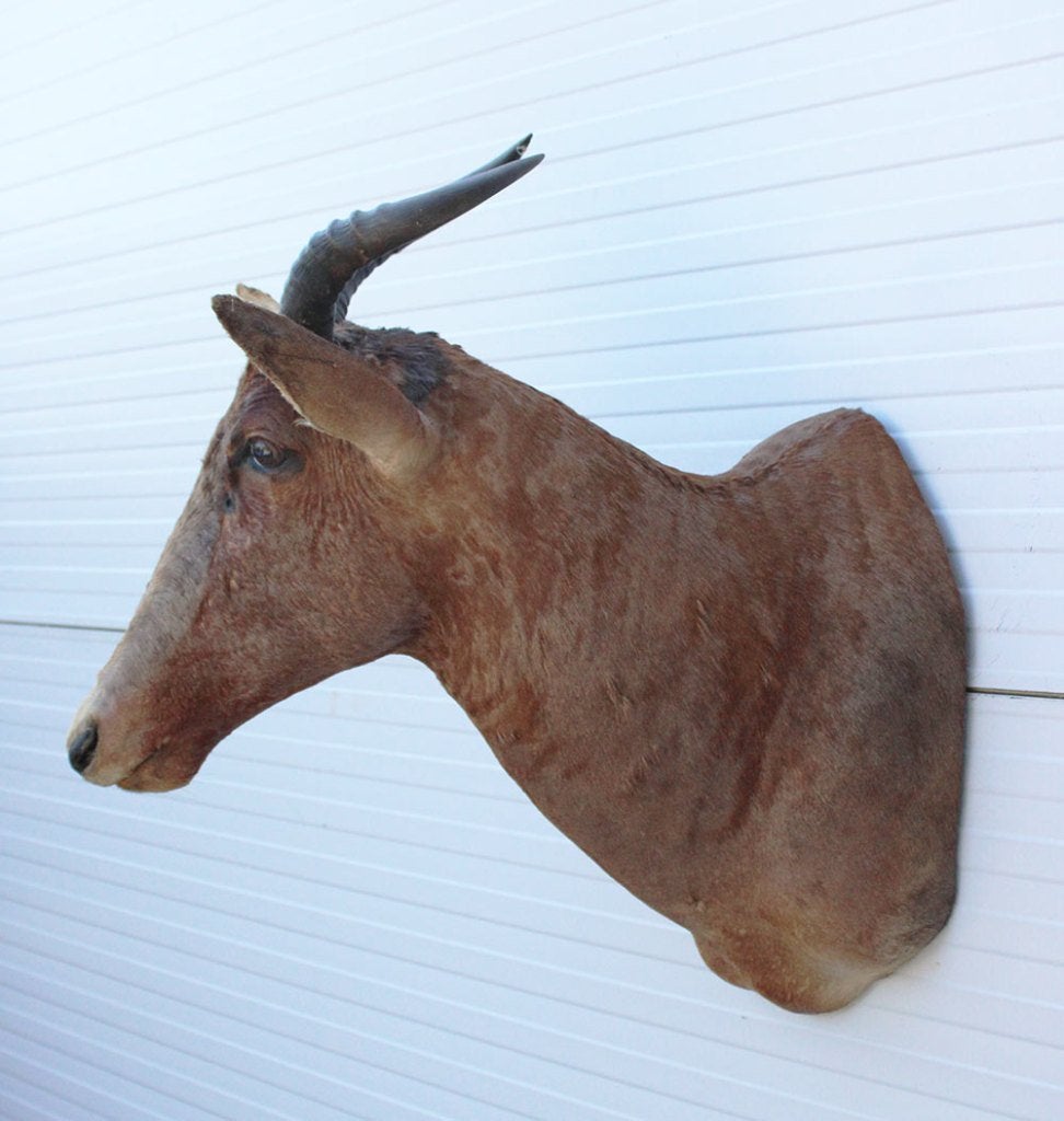 Opgezette KOP TSESSEBE  antilope Afrika (gewei), Ophalen, Gebruikt, Wild dier, Opgezet dier