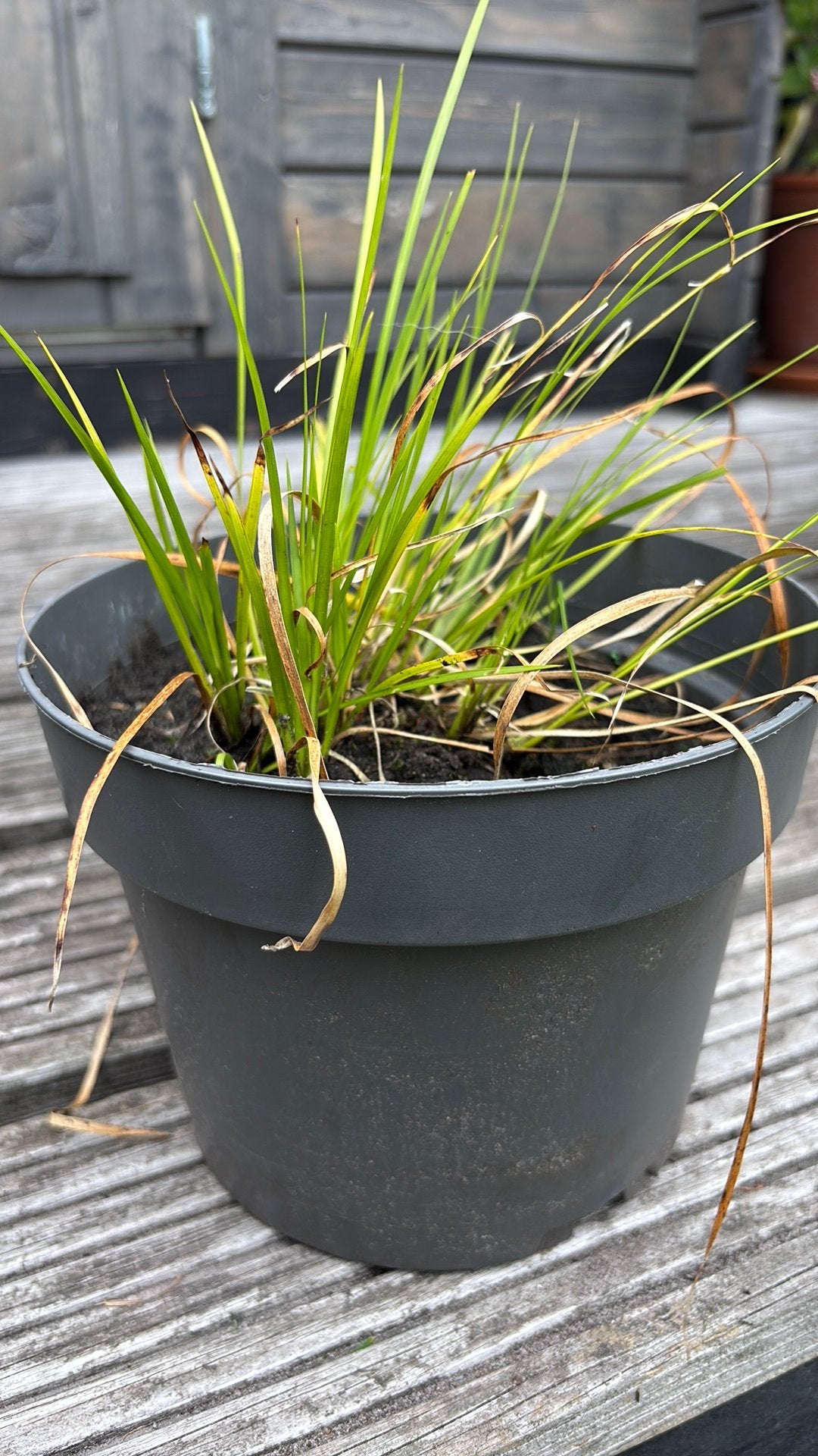 Zoethout kruid/gras p18, Tuin en Terras, Planten | Tuinplanten, Ophalen, Siergrassen, Volle zon