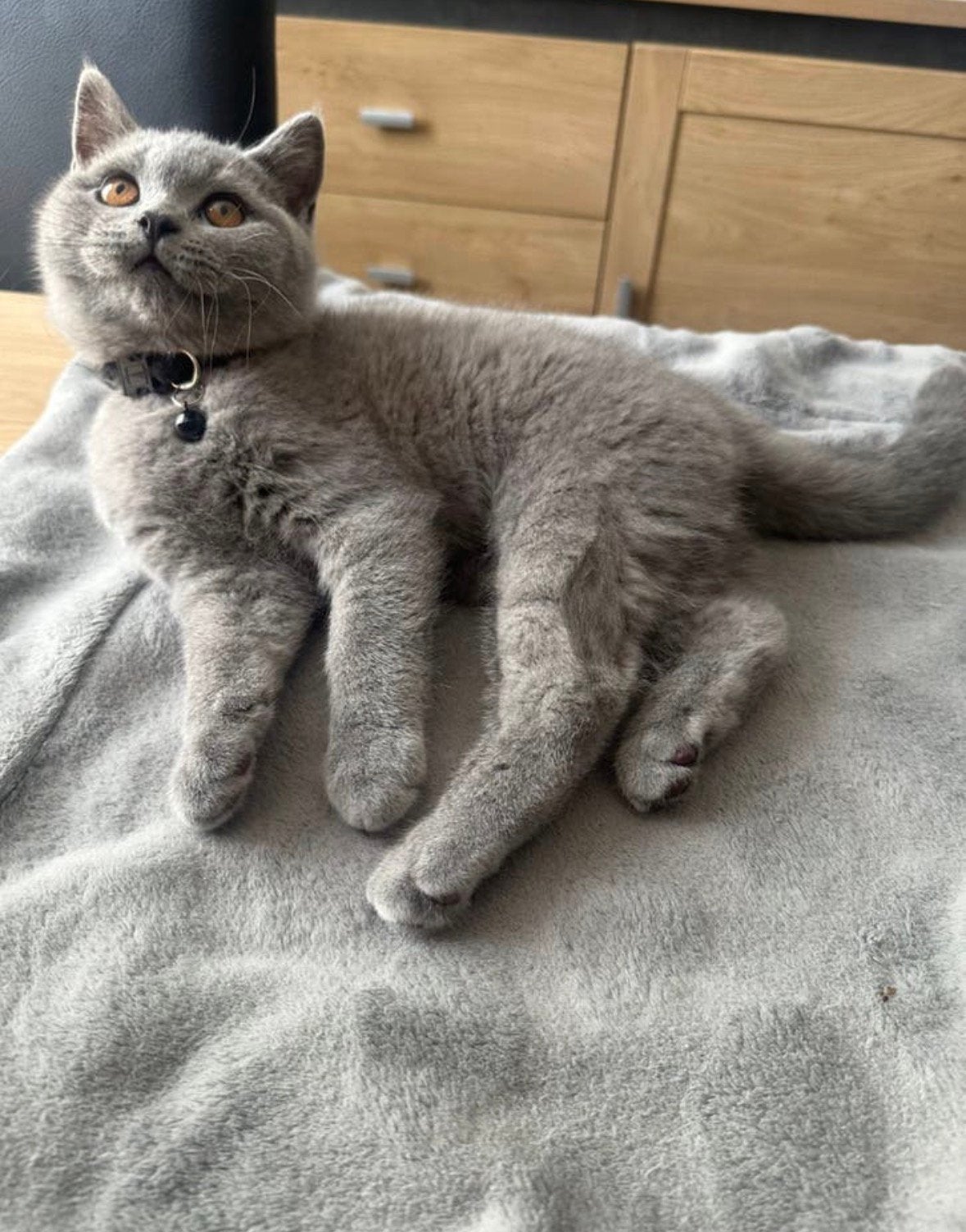 Britse korthaar kittens 2 over!!!, Dieren en Toebehoren, Katten en Kittens | Raskatten | Korthaar, Meerdere dieren, 0 tot 2 jaar