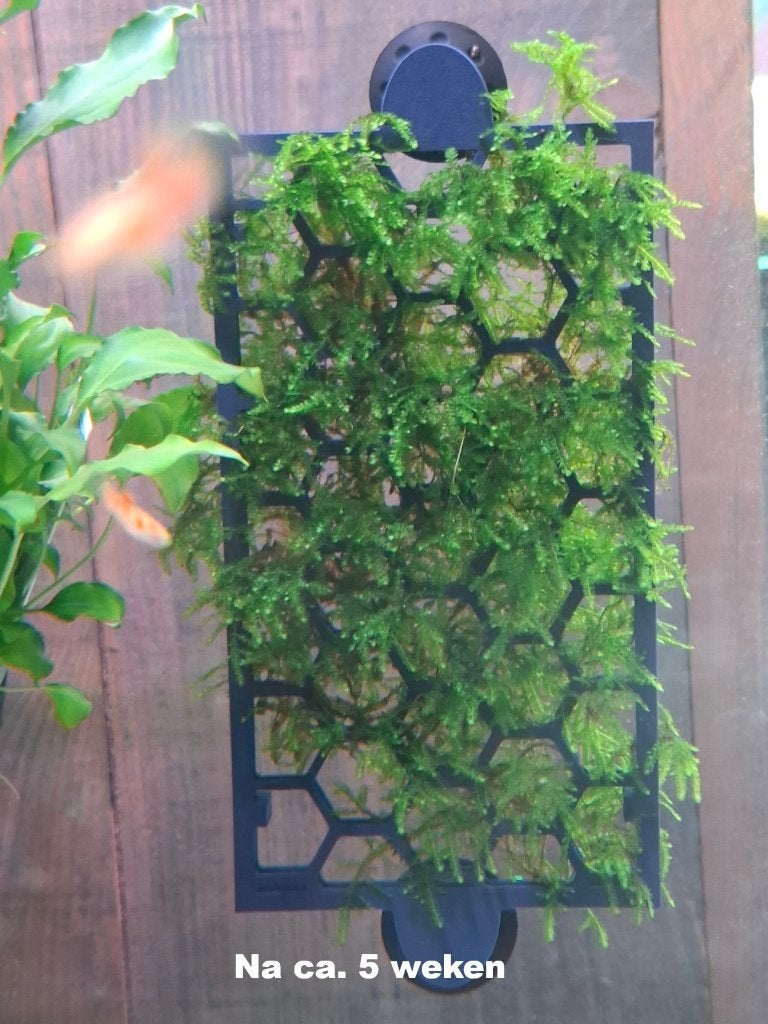 Moss grid, Dieren en Toebehoren, Ophalen, Nieuw, Plant(en), Steen of Hout, Overige merken