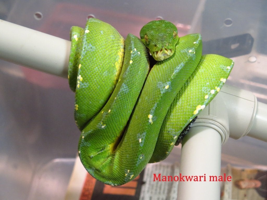 1.1 Couples Morelia viridis Manokwari Green Tree Python photo 2