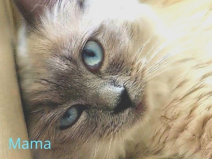 Aankondiging Ragdoll twee nestjes - drie!, Dieren en Toebehoren, Katten en Kittens | Raskatten | Langhaar, Meerdere dieren, Ontwormd