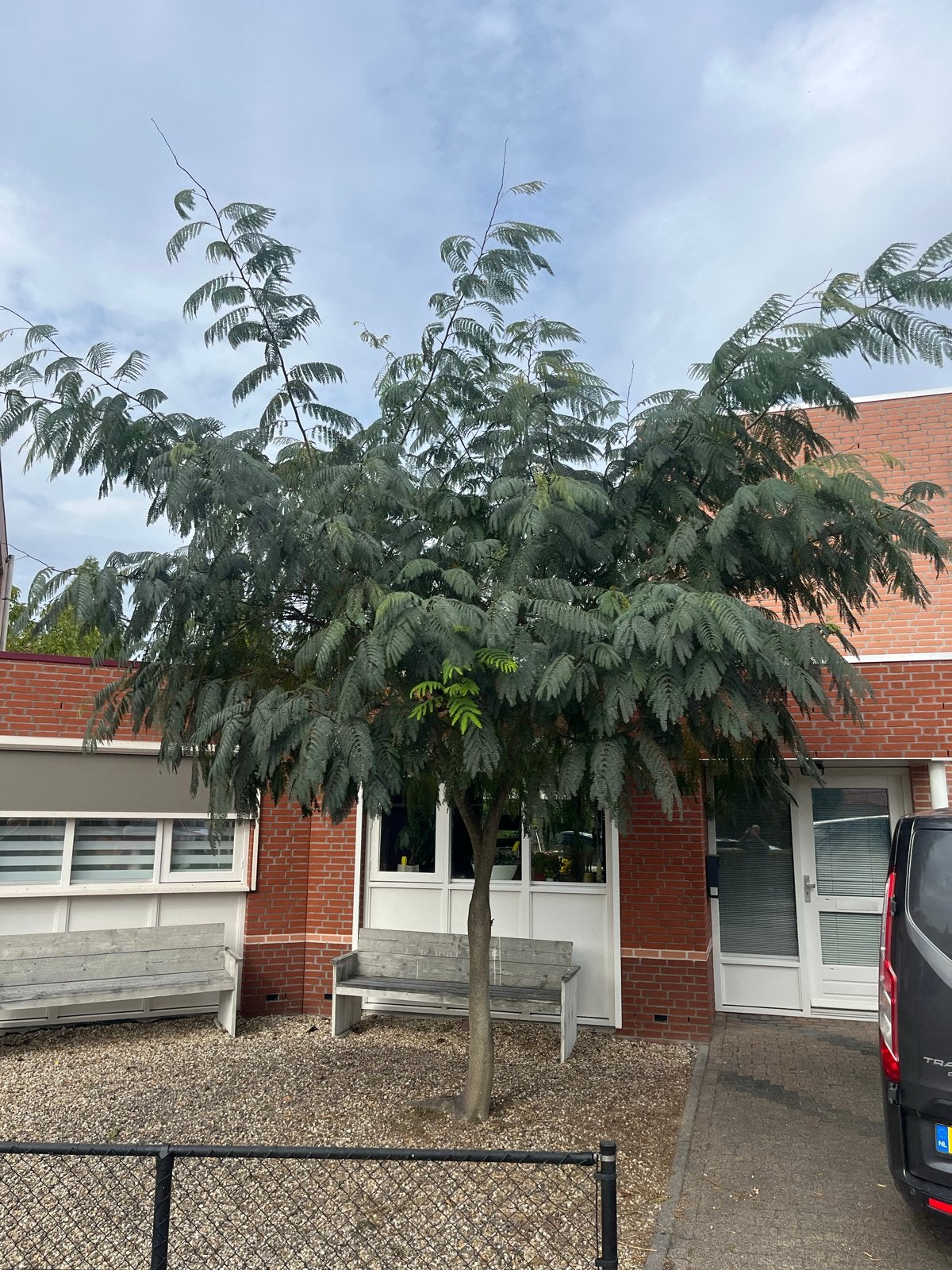 Perzische slaapboom - Albizia julibrissin, Tuin en Terras, Overige soorten, 250 tot 400 cm, Zomer, Ophalen
