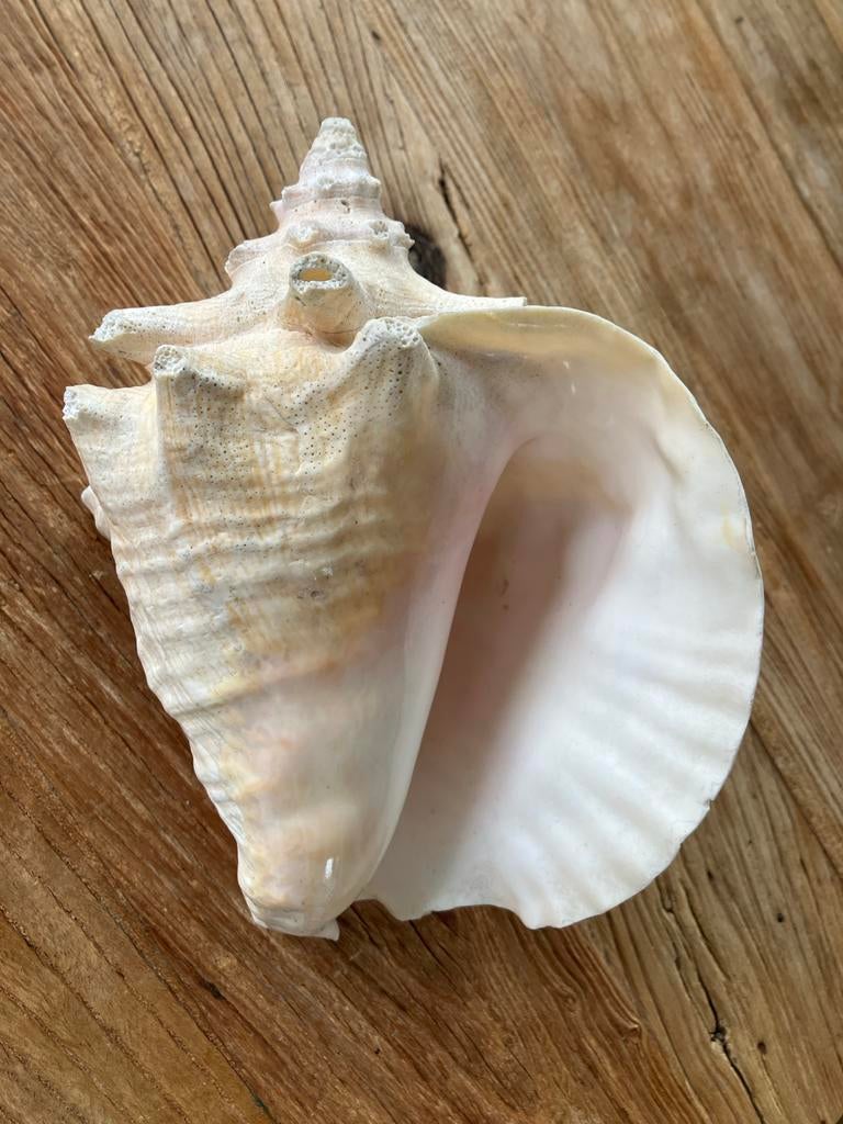 Grote decoratieve schelp - schelp - zeeschelp - decoratie, Ophalen, Gebruikt
