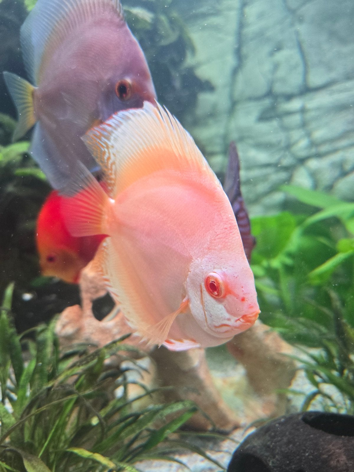 Platinum Albino (red eye) Discusvis, Vis, Zoetwatervis, Schoolvis