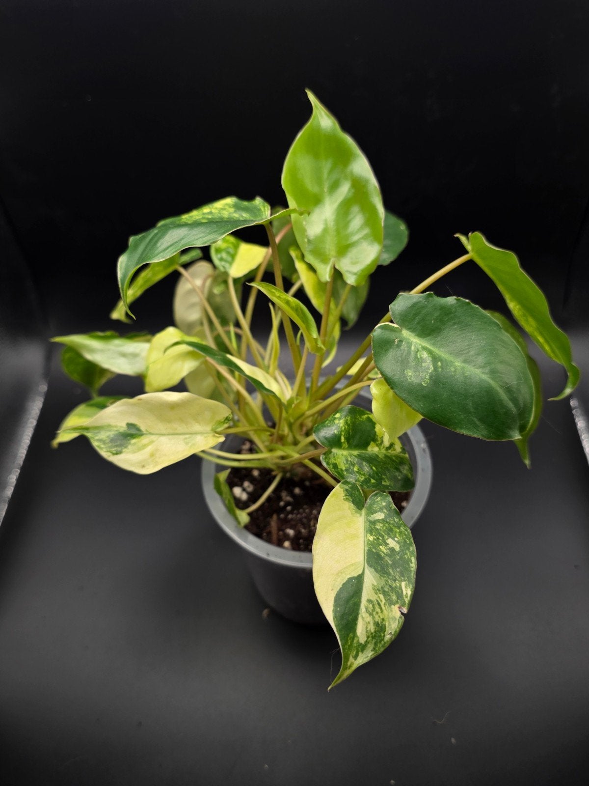 Philodendron burle marx varigata, Ophalen of Verzenden, Halfschaduw, Minder dan 100 cm