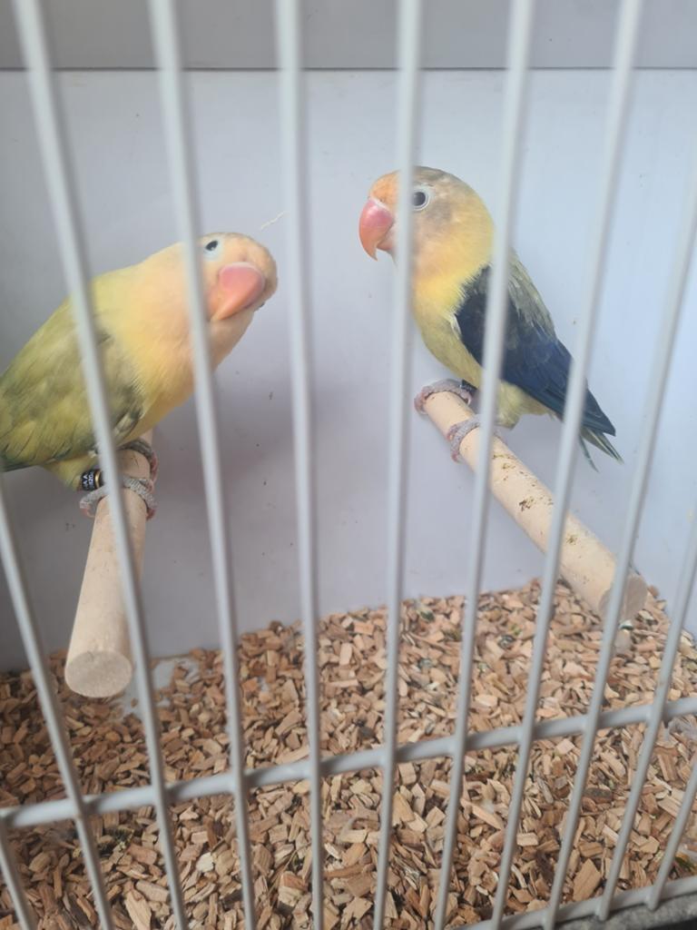 Fischeri Homozygote b1 b2 split yf kweekkoppels, Dieren en Toebehoren, Meerdere dieren, Dwergpapegaai of Agapornis, Geringd