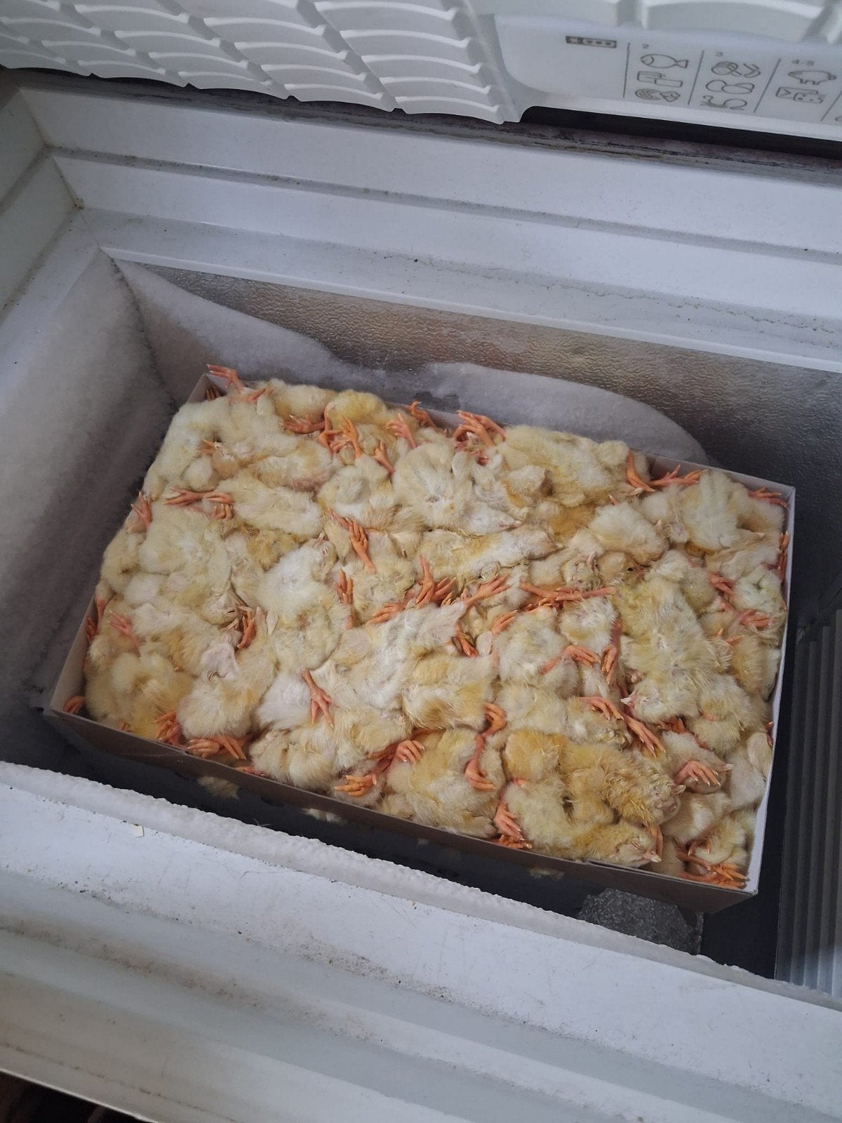 10 kilo diepvries kuikens, Ophalen, Reptiel of Amfibie