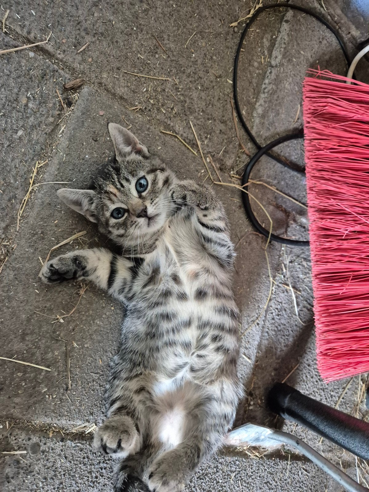 Kittens te koop, Dieren en Toebehoren