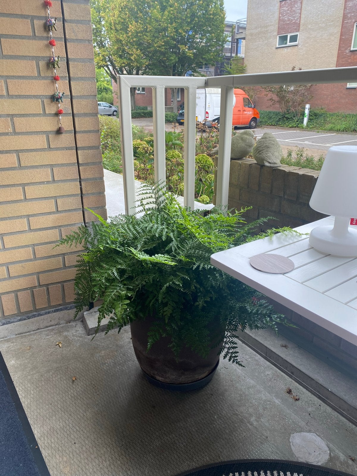 Mooie grote varen inclusief pot, Tuin en Terras, Ophalen of Verzenden, Varens