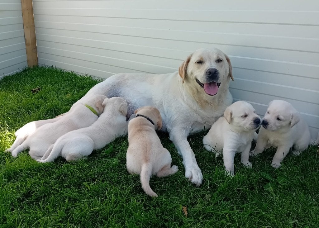 Mooie raszuivere blonde labrador puppy's, Parvo, 8 tot 15 weken, Labrador retriever, Meerdere