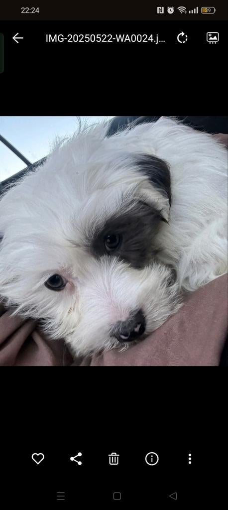 Boomer  reu, CDV (hondenziekte), 1 tot 2 jaar, Eén hond, Nederland