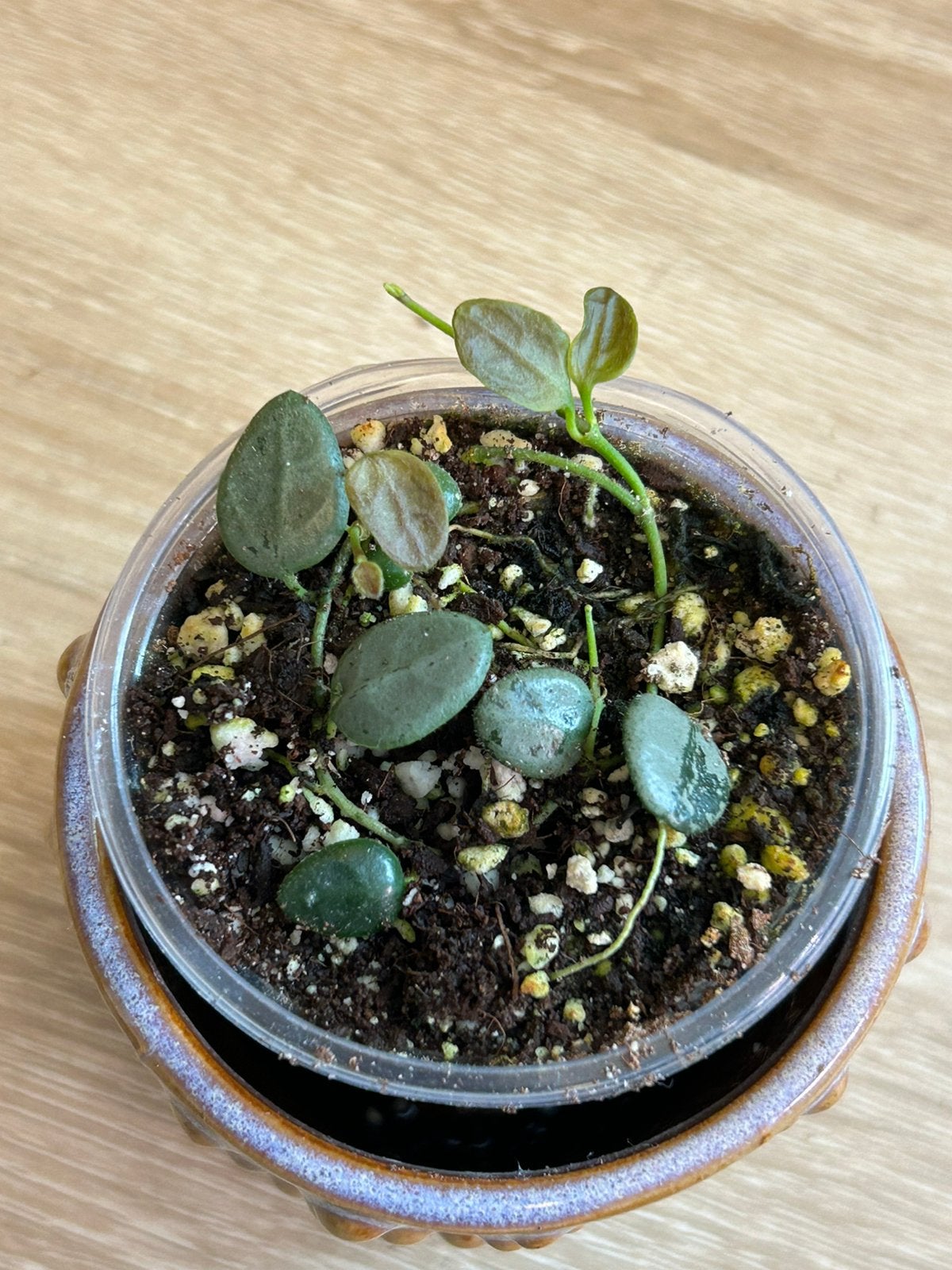 Hoya tengchongensis silver, Ophalen of Verzenden, Halfschaduw, Minder dan 100 cm