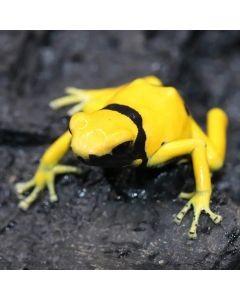 Gezicht Dendrobates leucomelas bolivar gold Frog - female for sale from Jean Paul
