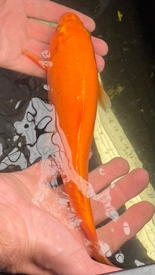 Koi Yoshikigoi Karashigoi te koop, Karper of Koi