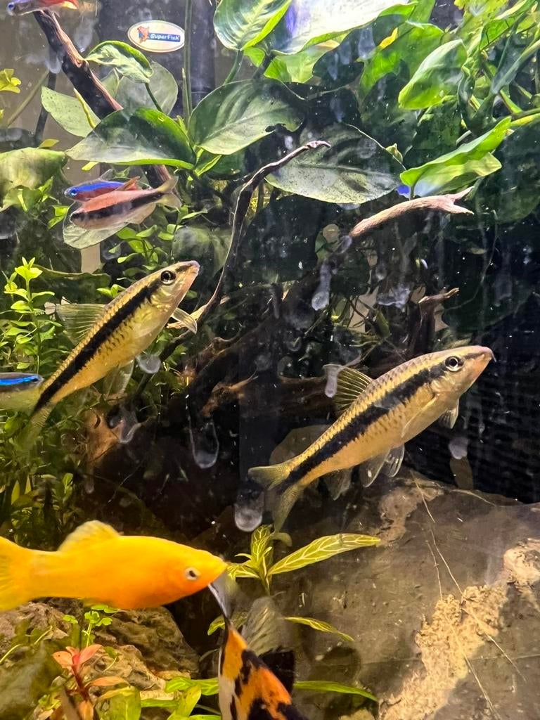 Diverse vissen, Dieren en Toebehoren, Vissen | Aquariumvissen, Vis