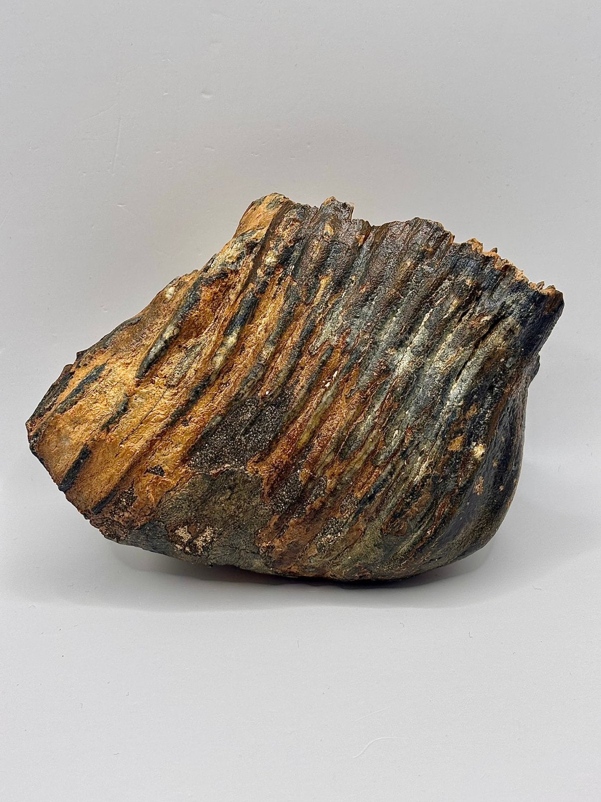 Jonge mammoet kies Noordzee, Verzamelen, Mineralen en Fossielen, Ophalen of Verzenden, Fossiel