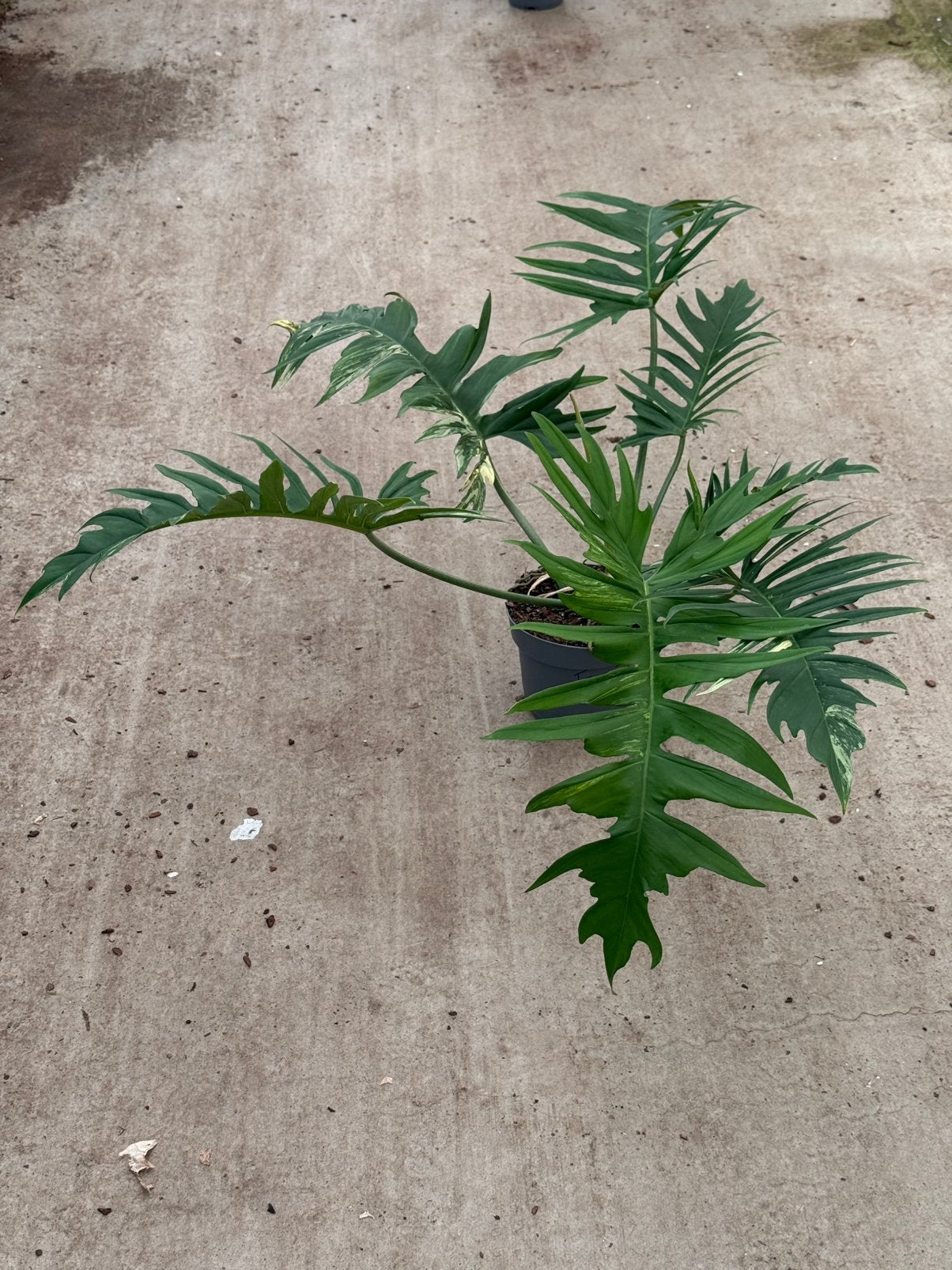 Philodendron Florida Beauty X Tortum Variegata, Ophalen of Verzenden, Zo goed als nieuw