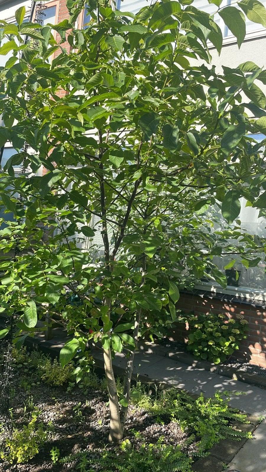 Walnoot boom, Tuin en Terras, Planten | Bomen, Ophalen, Lente, Volle zon, Overige soorten