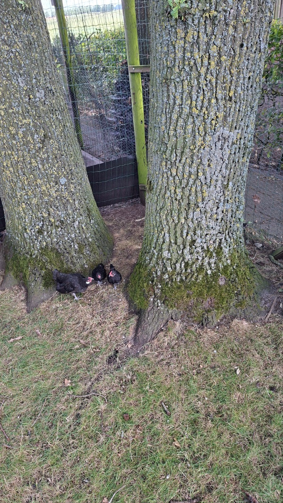Java krielhanen., Dieren en Toebehoren, Pluimvee, Mannelijk, Kip