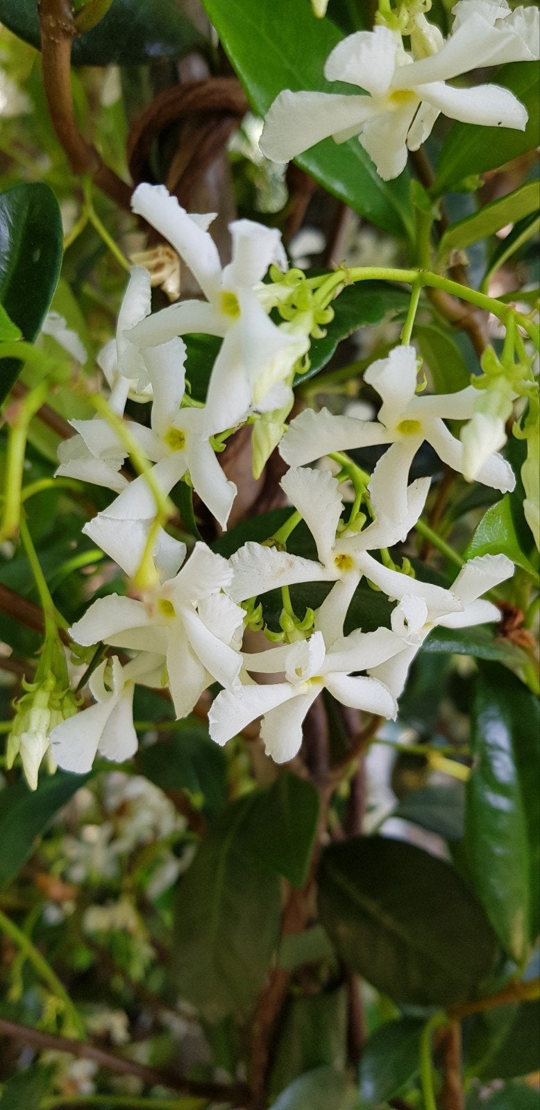 Toscaanse Jasmijn / Trachelospermum jasminoides, Leiboom, 100 tot 250 cm, Zomer, Ophalen