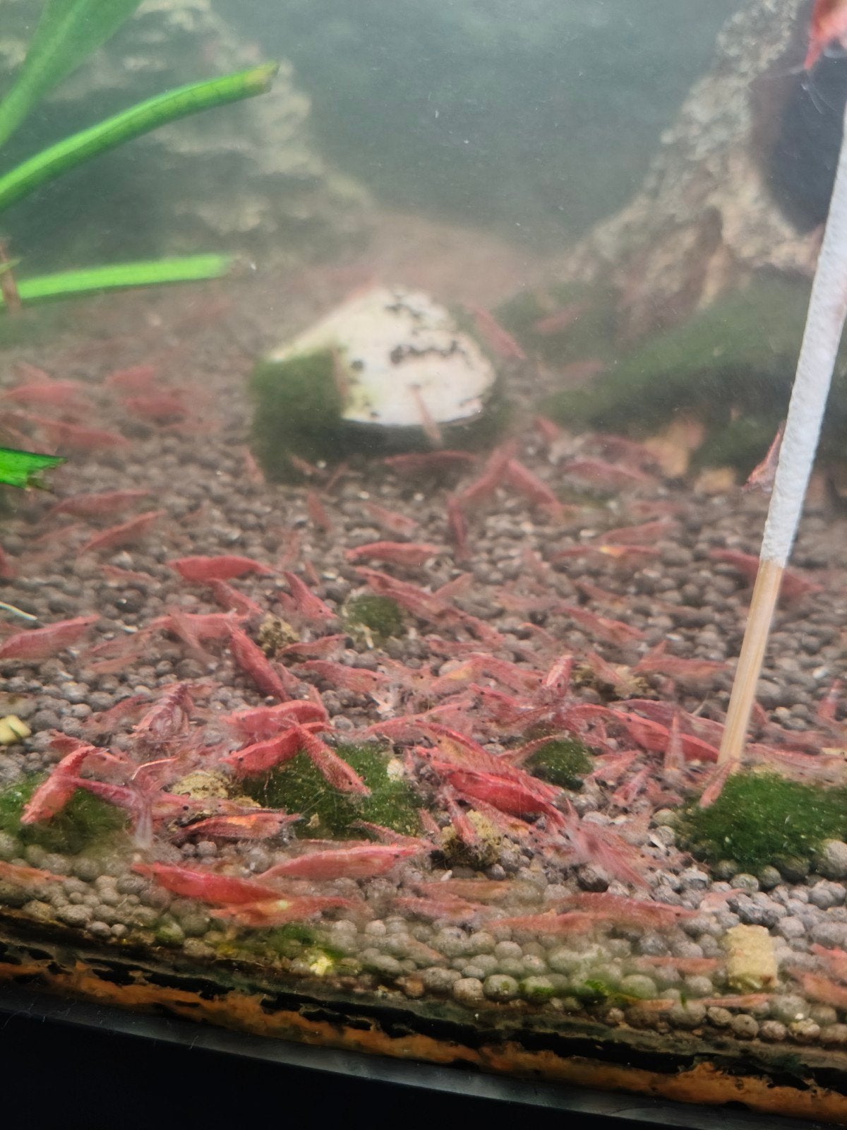 Vuurgarnalen aquarium, Kreeft, Krab of Garnaal