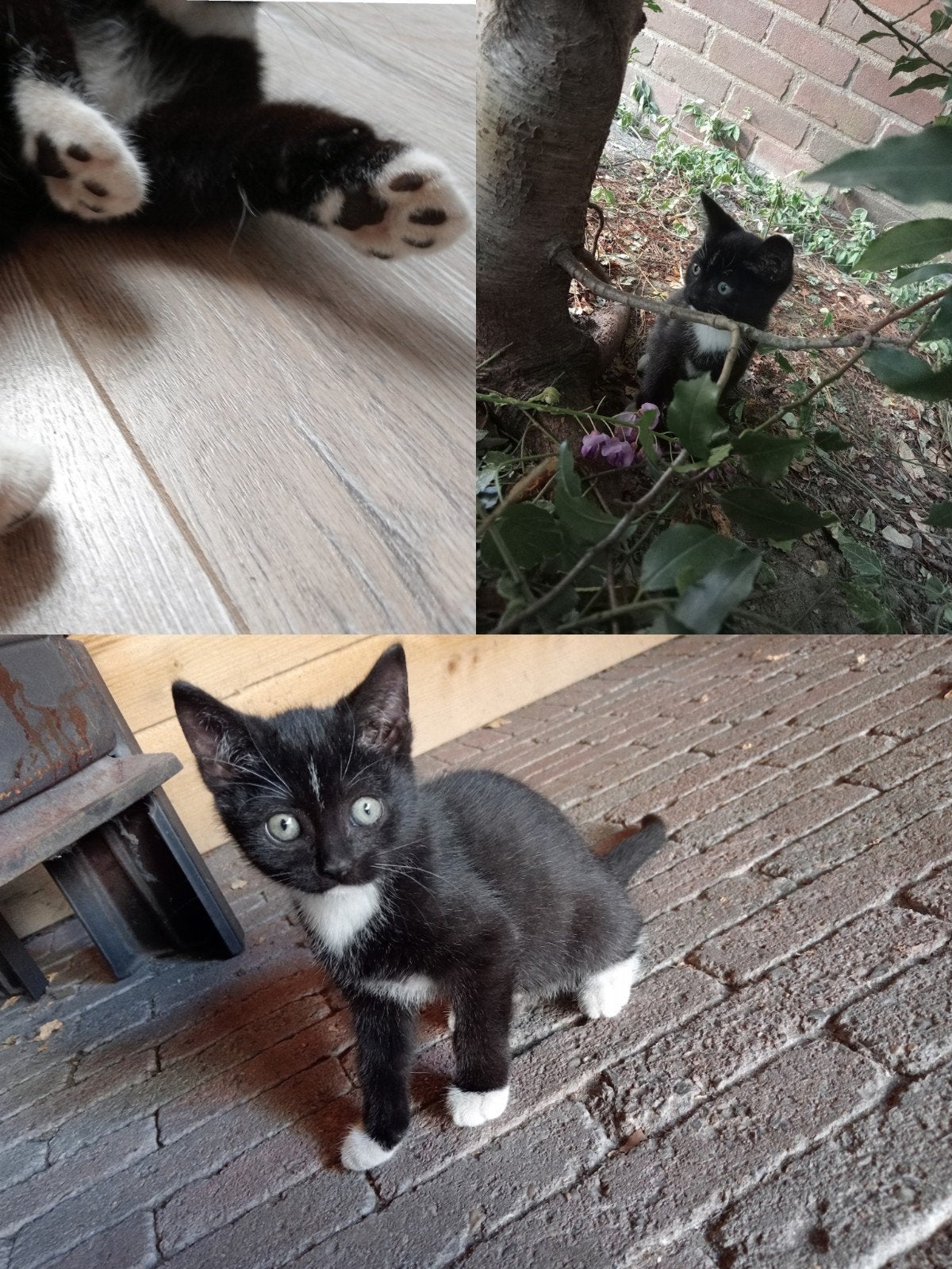 Foto 5 van z.s.m. weg nog 1. Leuke unieke kittens vn Siamese moederpoes