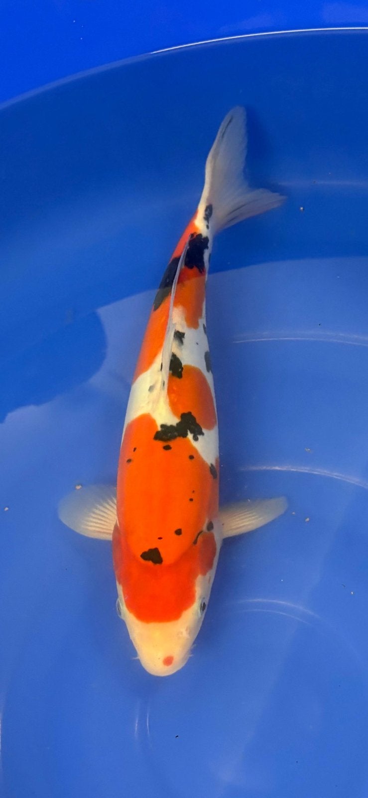 Verschillende japanse koi die weg mogen., Dieren en Toebehoren, Vissen | Vijvervissen, Karper of Koi
