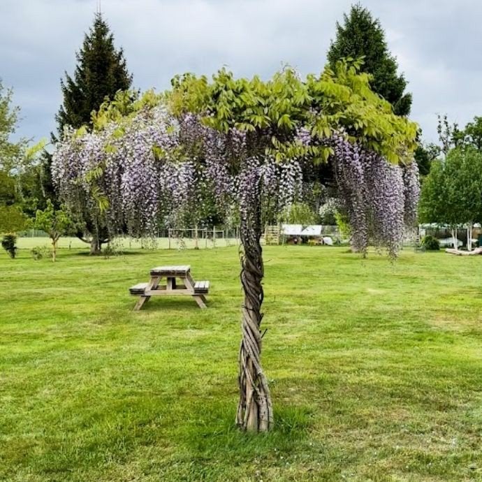 Wisteria sinensis - Blauwe regen voorgeleid als parasol!, Tuin en Terras, Planten | Bomen, Ophalen of Verzenden, Volle zon, Overige soorten