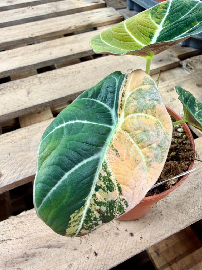 Alocasia Black Velvet Aurea P12, Huis en Inrichting, Kamerplanten, Ophalen of Verzenden