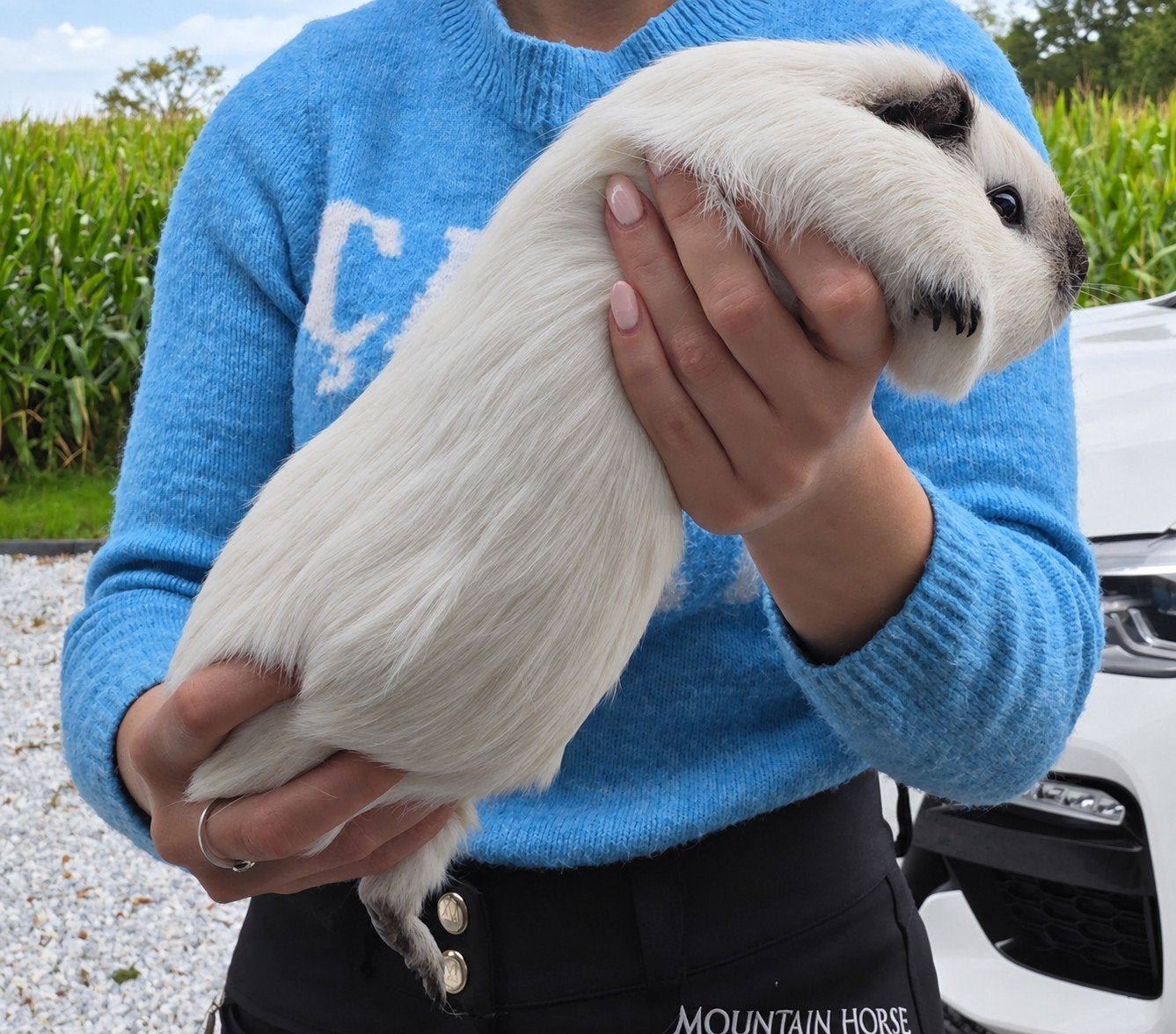 Cuy Reuzencavia jonkies binnenkort verwacht, Konijn of Knaagdier
