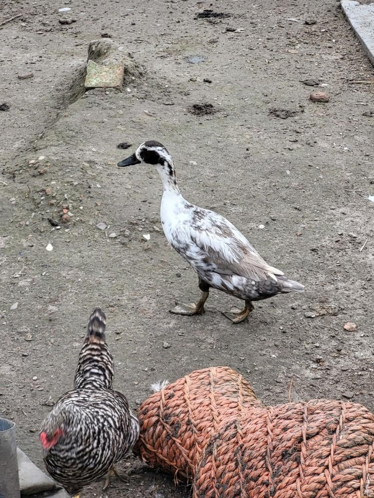 Eenden, Dieren en Toebehoren, Pluimvee, Meerdere dieren, Eend