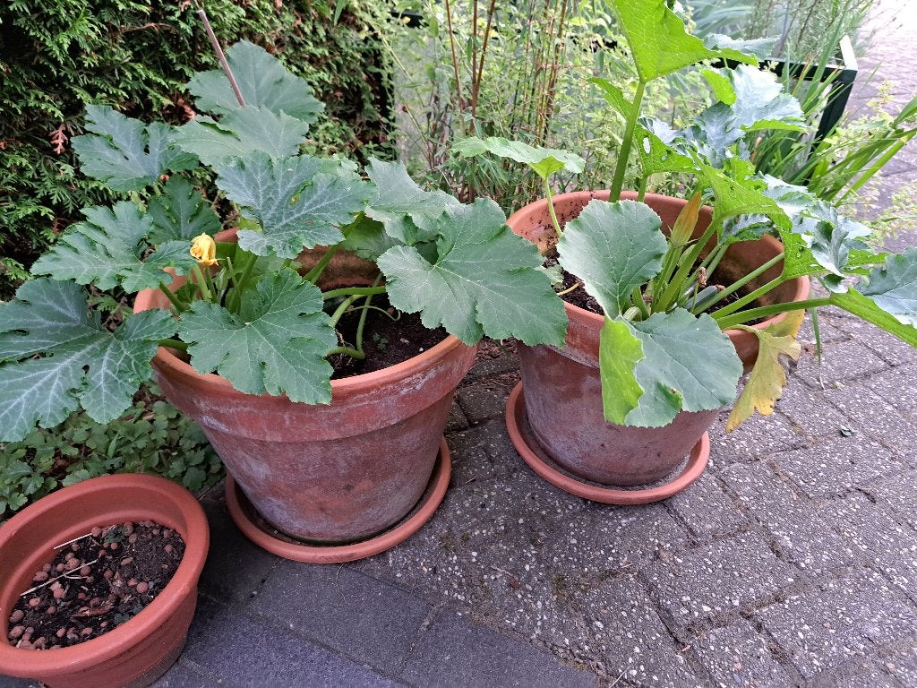 terracotta pot met courgette /bloempot met plant, Tuin en Terras, Bloempotten, Gebruikt, Rond, Minder dan 40 cm, Balkon