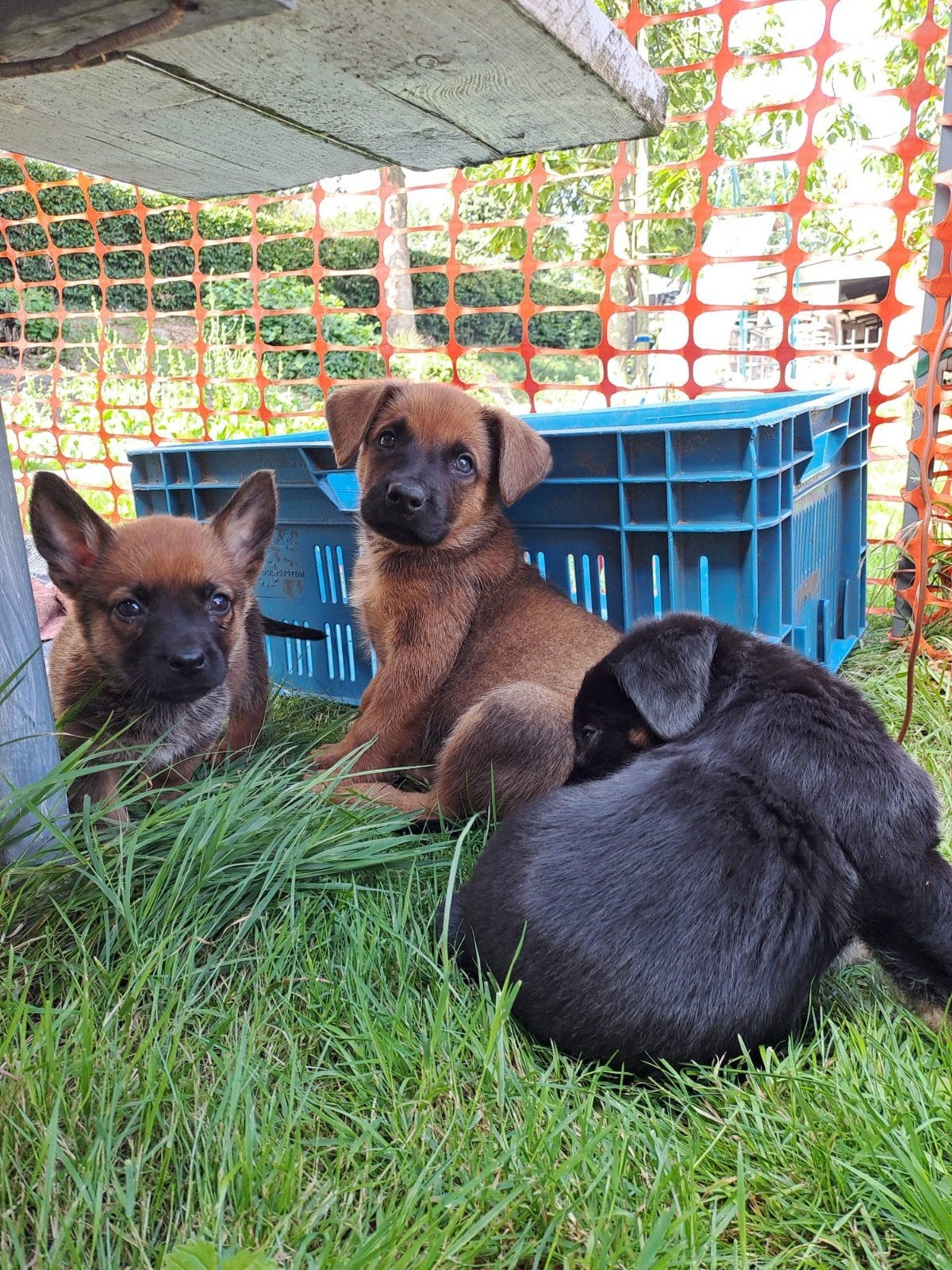 Pups kruising herder, 8 tot 15 weken, Meerdere, Meerdere dieren, Herder