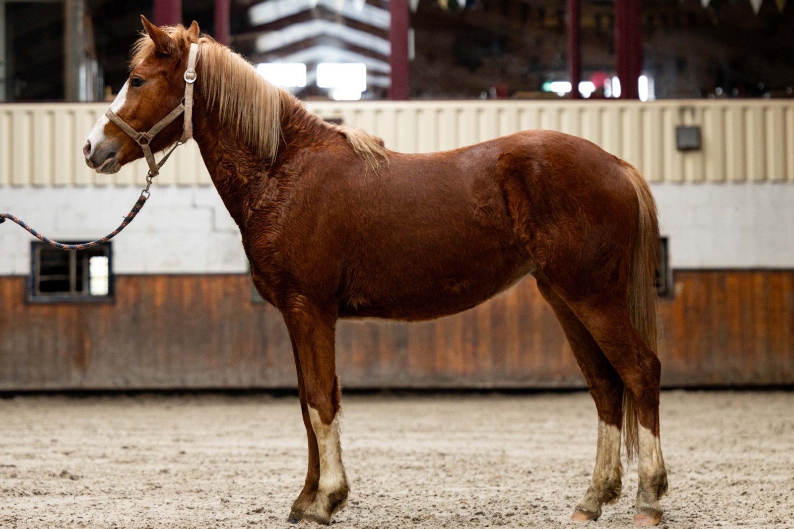 2 jarige merrie van Dragonfly, Dieren en Toebehoren, Pony's, Merrie, Met stamboom, 0 tot 2 jaar, Onbeleerd