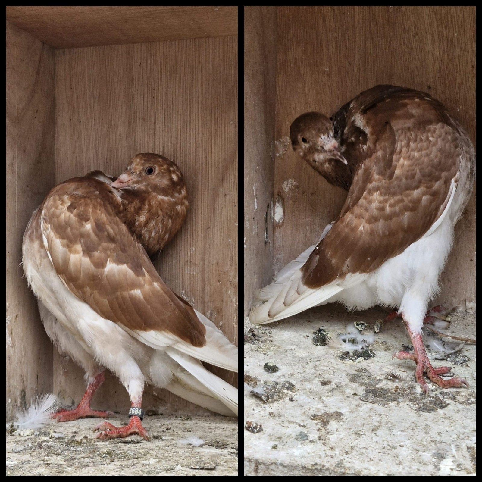 Groninger slenken koppel, Dieren en Toebehoren, Vogels | Duiven, Meerdere dieren, Overige soorten