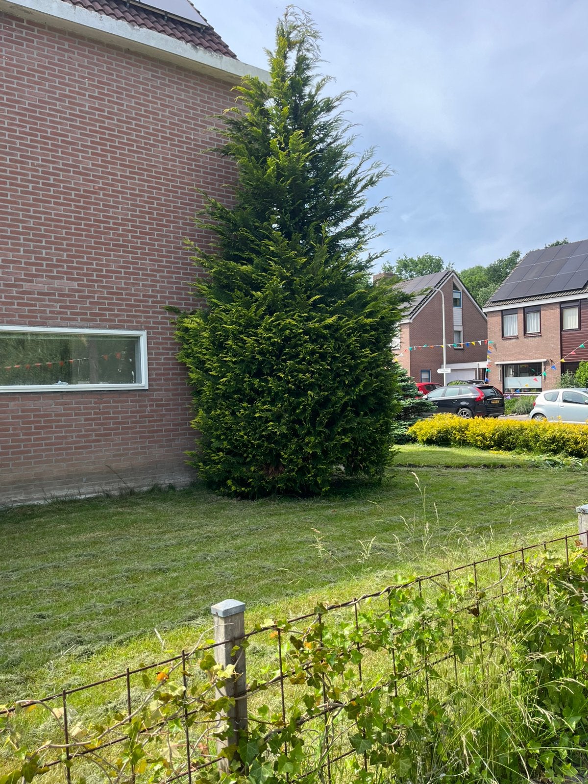 Gratis af te halen bomen, Tuin en Terras, Planten | Bomen, Ophalen, Volle zon, Overige soorten