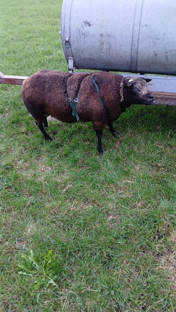 2,5 jarige blauwe texelaar dekram, Dieren en Toebehoren, Mannelijk, Schaap, 0 tot 2 jaar