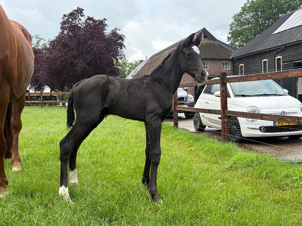 Mooi zwart merrie veulen uit zeer goede stam., Dieren en Toebehoren, Paarden, Merrie, Minder dan 160 cm, Niet van toepassing, Dressuurpaard