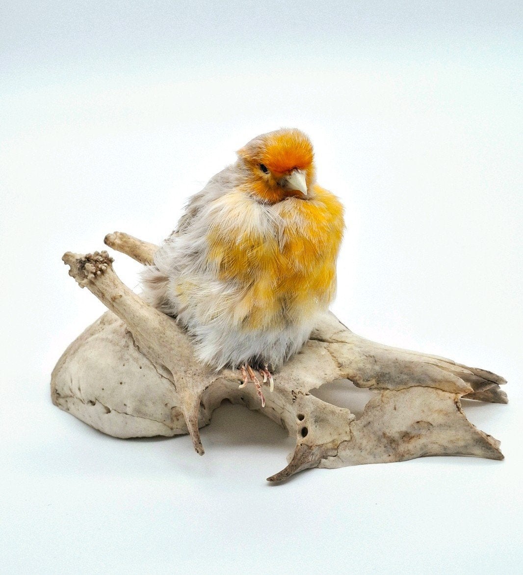 Opgezette kanarie, Ophalen of Verzenden, Nieuw, Vogel, Opgezet dier