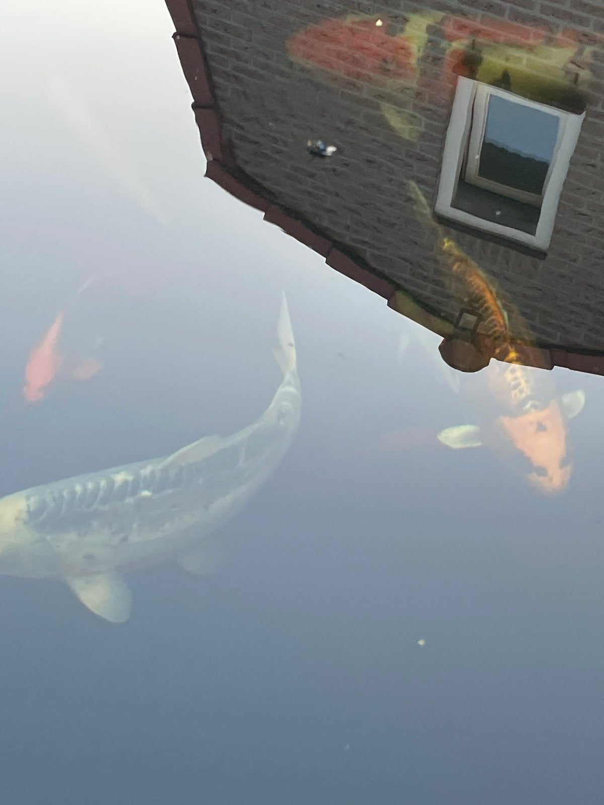 Te koop koi karpers, Karper of Koi