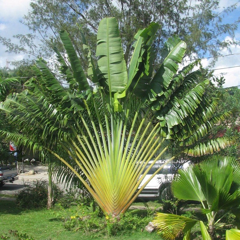 7 x Ravenala Madagascariensis banaan zaden. (verzenden ook), Ophalen, Gehele jaar, Volle zon, Zaad